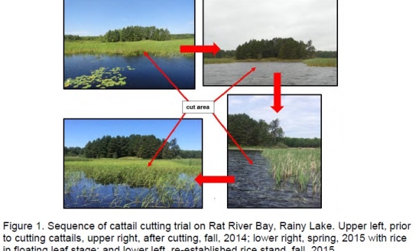 Managing invasive cattails