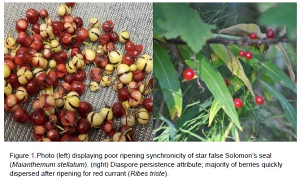 Native species seed germination