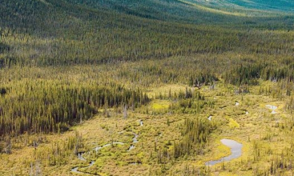 Yukon Guide de Terrain des Milieux Humides