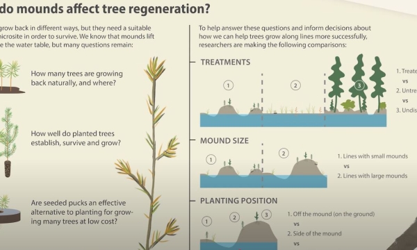 Mound Graphic from Video