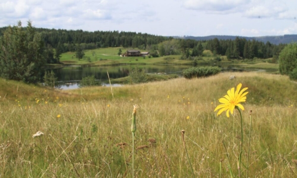 Predicting the effects of land cover change on biodiversity in Prairie Canada using species distribution models