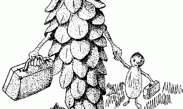 seed