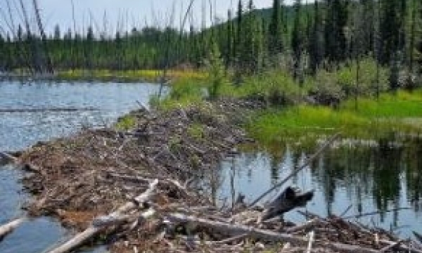 Beaver dam