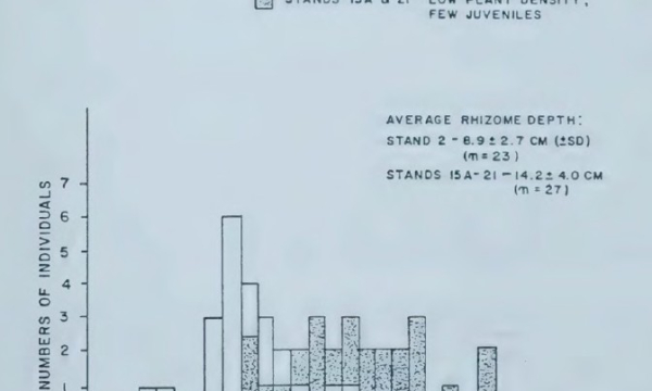Kalin cattail rhizomes