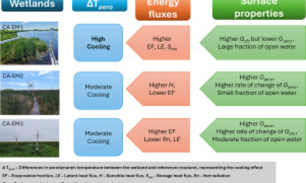 Wetland cooling effect