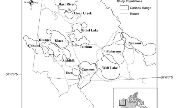 13 populations of northern mountain caribou