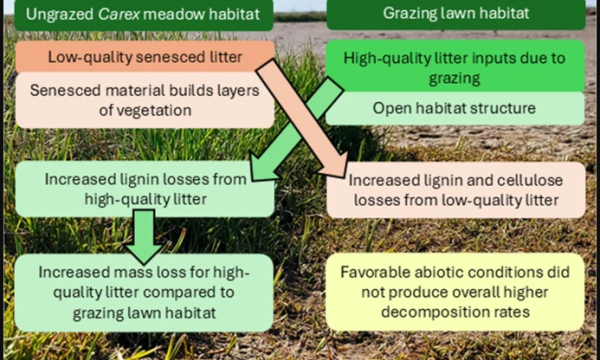 Goose herbivory effects on early-stage litter decomposition in coastal Alaskan wetlands
