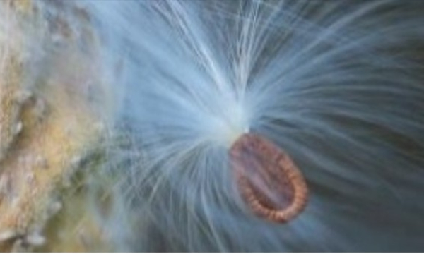 CWF Seed Sector Webinar