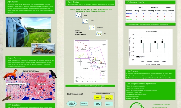 Duck Settling and Breeding Success
