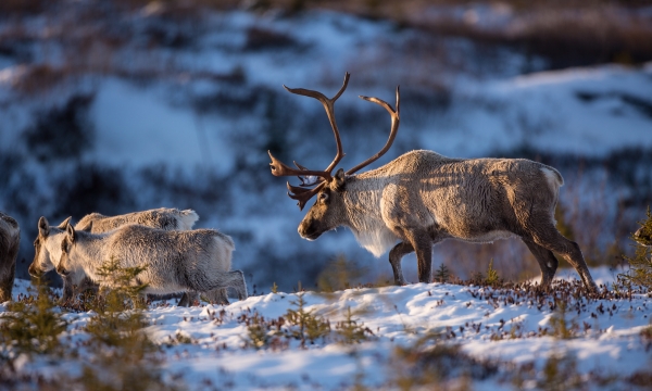 Boreal caribou