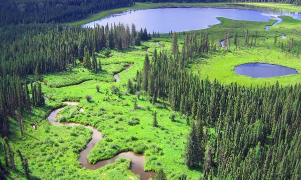 Boreal Wetland Default Photo