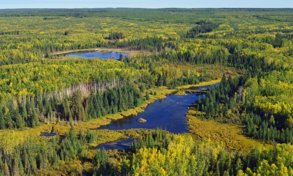 Boreal Wetland