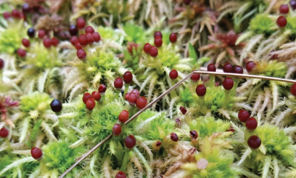 A Guide to Mosses Cover