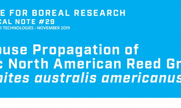 Greenhouse Propagation of  Endemic North American Reed Grass Title