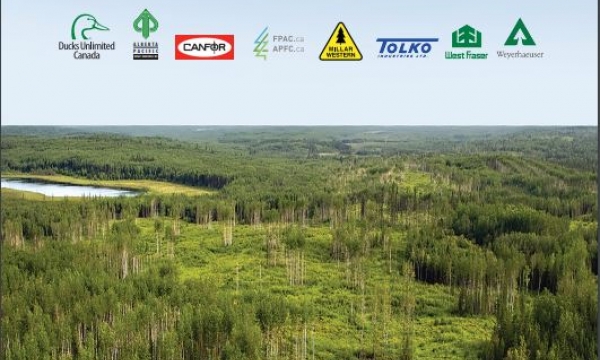 Wetland Best Management Practices for Forest Management Planning and Operations Practitioner Guide