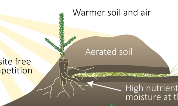 seedling microsite drawing