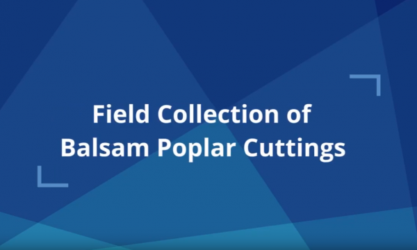 Field Collection of Cuttings Video Title