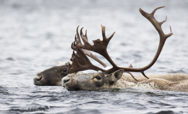 Boreal caribou swimming through open water