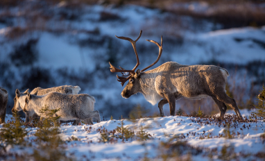 Boreal Caribou