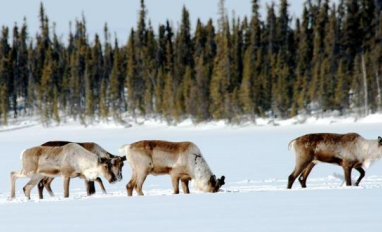 Project photo (John Nagy; GNWT)