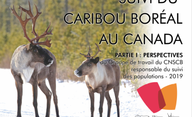 image de la page de couverture du rapport 