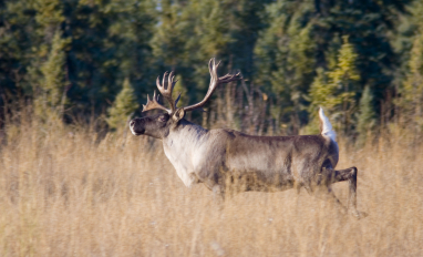 Woodland Caribou