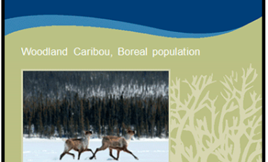 Screenshot of the cover page of the progress report