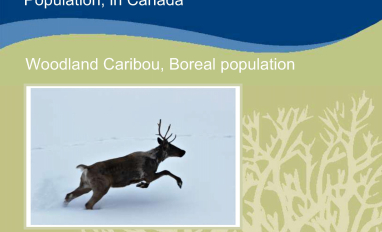 Amended Recovery Strategy for the Woodland Caribou, Boreal population cover page