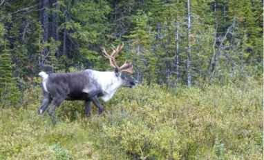 ABMI caribou