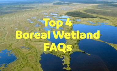 bog fen complex pasquia