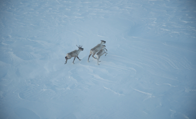 Project photo: Monitoring of the Torngat Mountains Caribou Herd