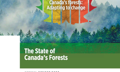 forest report 2020