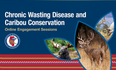 TEXT: Chronic Wasting Disease and Caribou Conservation: Online Engagement Sessions. DESCRIPTION: Images of a moose, caribou, and white-tailed deer are featured on a blue background. The logo of the Métis Nation of Alberta appears on the left side of the image. 