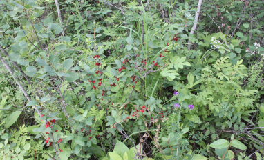 buffaloberry shrub