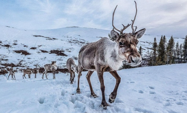 Caribou on snowy landscape