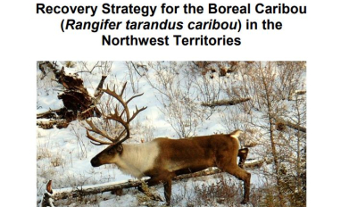 NWT's Recovery Strategy- boreal caribou