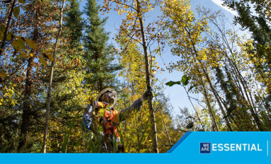 The Changing Landscape of Work in the Forest Sector