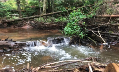 Site photo Macphail Woods