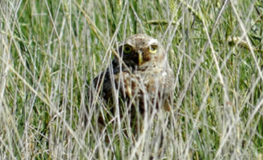 Burrowing owl