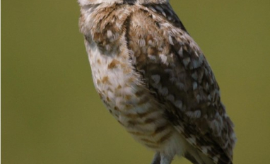 Burrowing owl (Janet Ng)
