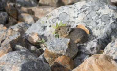 American pika