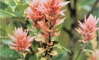 Aboriginal Plant Use in Canada’s Northwest Boreal Forest