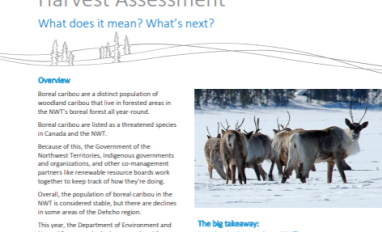 Cover of Fact Sheet: Boreal Caribou Sustainable Harvest Assessment