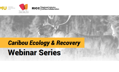 Title of event is shown: "Caribou Ecology & Recovery Webinar Series." Logos of three organizing organizations are at the top: Cairoibo Monitoring Unit, National Boreal Cairbou Knowledge Consortium, and Regional Indsutry Caribou Collaboration 