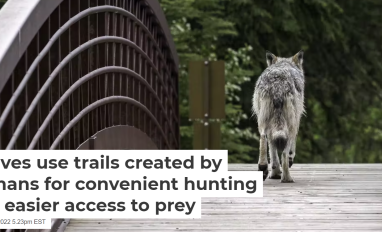 Cover of Conversation article-Wolves use trails created by humans for convenient hunting and easier access to prey