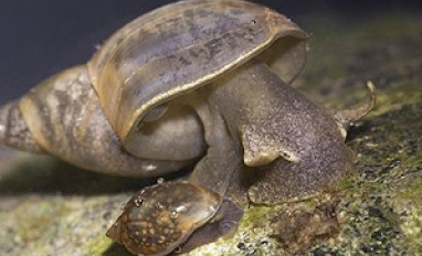 Lymnaea stagnalis
