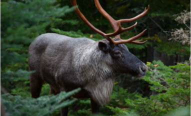 Photo of caribou