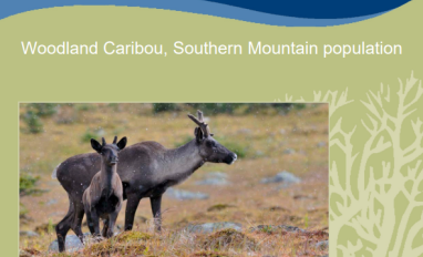 Cover- Recovery Strategy-Southern Mtn caribou