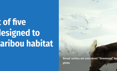 Cover image-ENR debuts first of five regional plans designed to protect boreal caribou habitat
