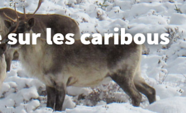 Public Consultation- Quebec 2022-Image